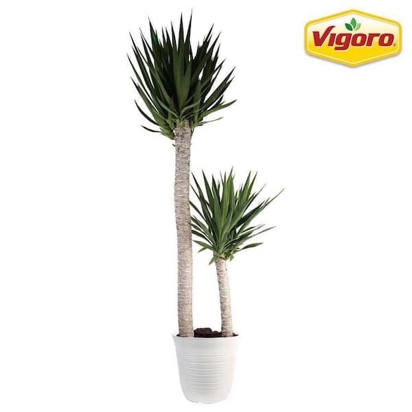 Vigoro 13 in. Yucca Cane Plant in White Plastic Deco Pot