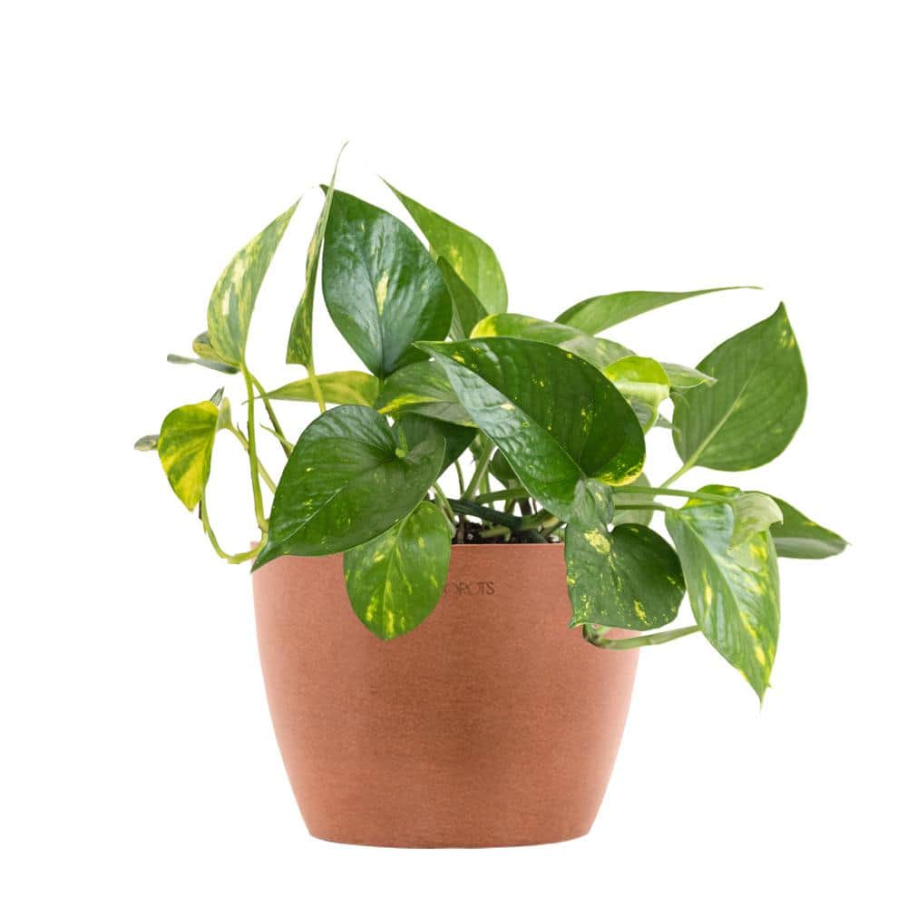 United Nursery Golden Pothos Devil's Ivy Epipremnum aureum Vining Live Plant in 6 inch Premium Sustainable Ecopots Terracotta Pot