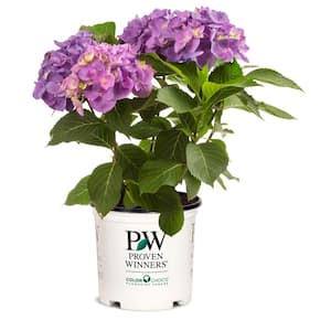 4.5 in. qt. Let's Dance Lovable Bigleaf Hydrangea (Macrophylla) with Pink, Purple, and Blue Flowers