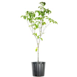4-5 ft. Tall Red Flowering Dogwood Tree in 5 Gal. Grower's Pot, Profuse Spring Blooms