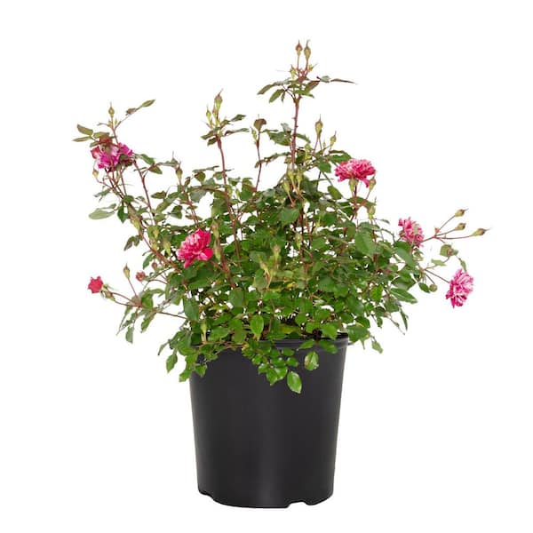 Sunblaze 2 Gal. Sunblaze Candy Mini Rose Bush with Red and White-Striped Flowers