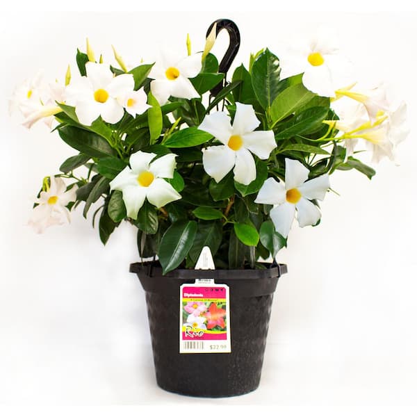 1.15 Gal. (#10) Hanging Basket Dipladenia Flowering Annual Shrub with White Blooms
