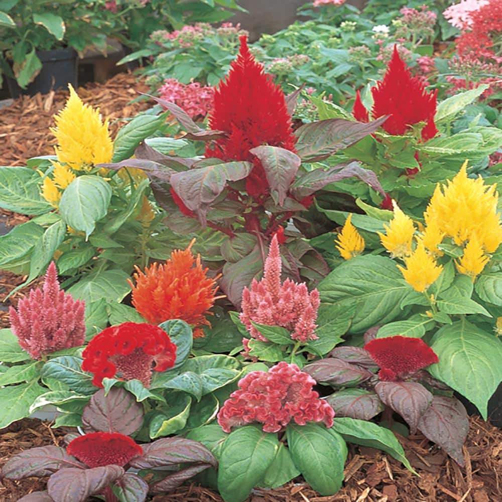 1.88-Pint Mixed Cock's Comb Celosia Plant (8-Pack) 1567 - The Home