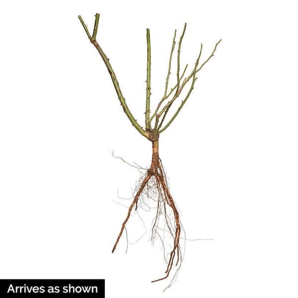 DIRECT GARDENING Iceberg Floribunda Own Root Rose Dormant Bare