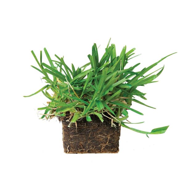 Sodpods St Augustine Floratam Grass Plugs 64 Count Natural Affordable Lawn Improvement Spsaf64 The Home Depot