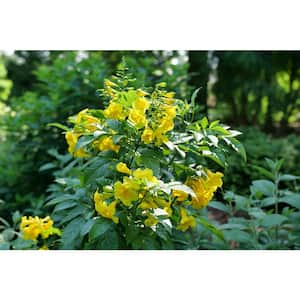 4.5 in. Quartz Chicklet Gold Esperanza (Tecoma Stans) Live Flowering Shrub with Yellow Flowers