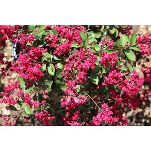 2 Gal. Pink Ruby Prince Crape Myrtle Flowering Shrub Pink Blossoms