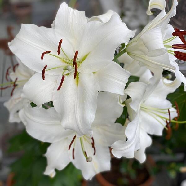 national PLANT NETWORK Lily Casa Blanca Bulbs (5-Pack) HD3432