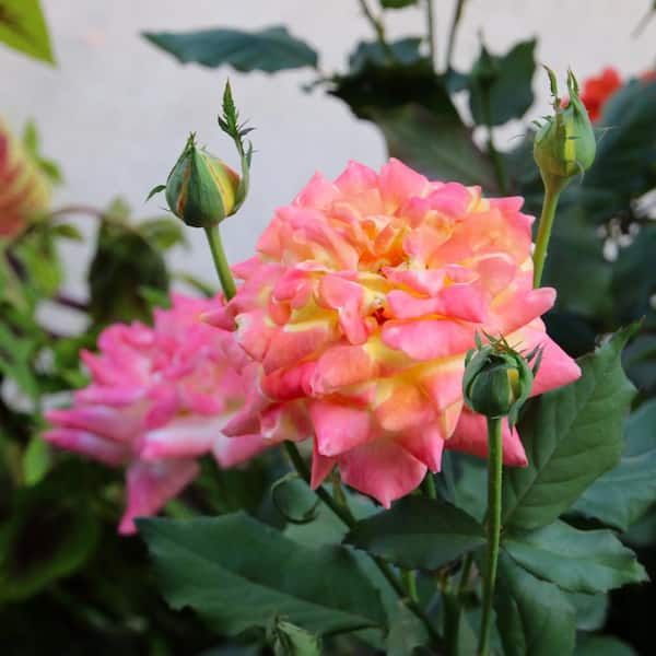 national PLANT NETWORK Bareroot Sunsation Hybrid Tea Rose (2-Piece)