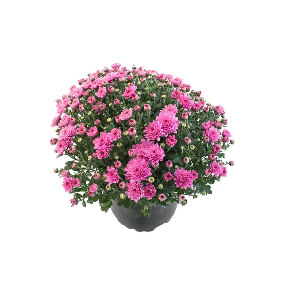 Perennial Mum Pink 3.0 QT (2-Pack)