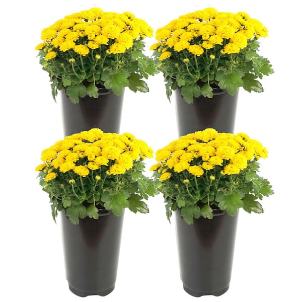 Costa Farms Yellow Ready to Bloom Fall Chrysanthemum Outdoor Plant in 1 Qt. Grower Pot, Avg. Shipping Height 8 in. Tall (4-Pack)
