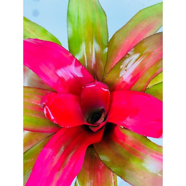 1.5 Qt. Bromeliad Neoregelia Plant Donna in 6 In. Grower's Pot