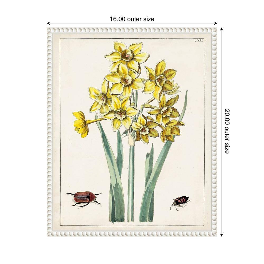 Dutch Florals III Yellow Daffodils Canvas Print with White Frame