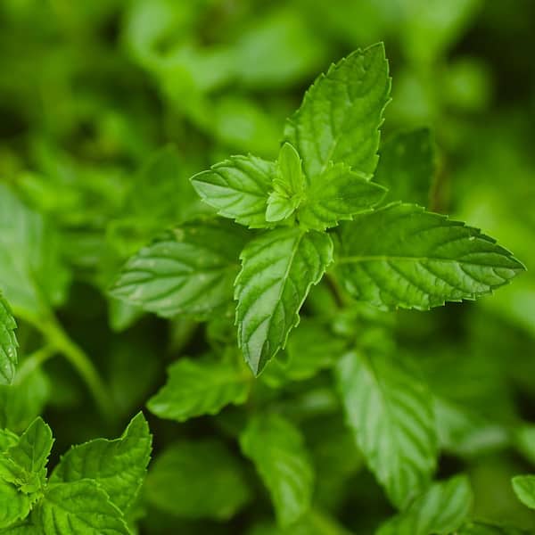 green plant fertiliser Lilly Miller - Ultra Green All Purpose Plant Food - 24-8-16