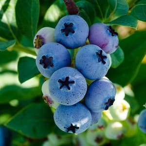 Elliot Blueberry Vaccinium Edible Starter Hedge Kit, Live Bareroot Fruiting Plants (5-Pack)