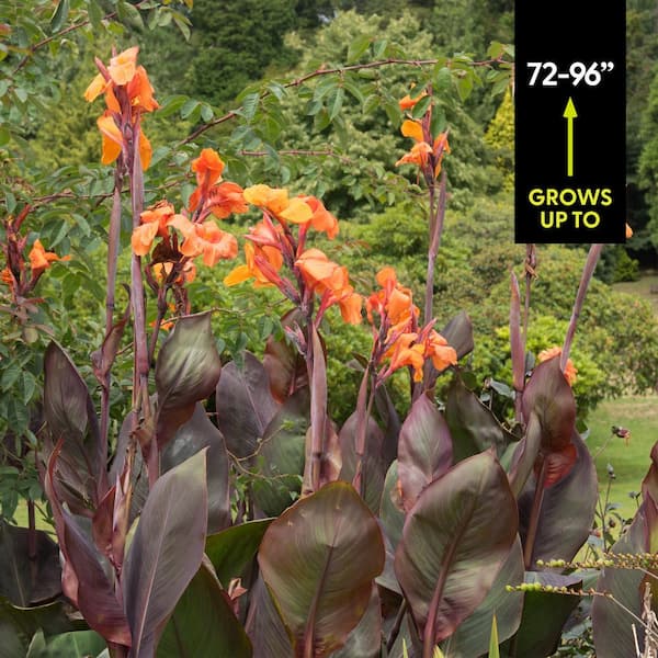 VAN ZYVERDEN Giant Cannas- World's Tallest Cannas Musifolia Bulbs