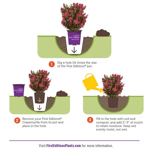 FIRST EDITIONS 1 Gal. Lunar Magic Crape Myrtle Flowering Shrub