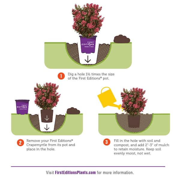 【新品未使用】Apolina Myrtle Bloomer Wallflower 新品未使用】Apolina Myrtle Bloomer Wallflower