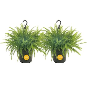 Boston Fern Indoor/Outdoor Plant in 10 in. Grower Pot, Avg. Shipping Height 1-2 ft. Tall (2-Pack)