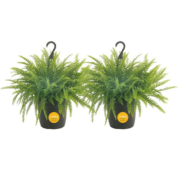 Costa Farms Boston Fern Indoor/Outdoor Plant in 10 in. Grower Pot, Avg. Shipping Height 1-2 ft. Tall (2-Pack)