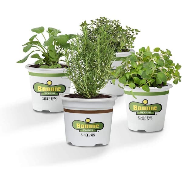 Bonnie Plants 19 oz. Grillers Herb Garden Plant Kit (4-Pack)-Garden Sage, Rosemary, Lemon Thyme, Greek Oregano