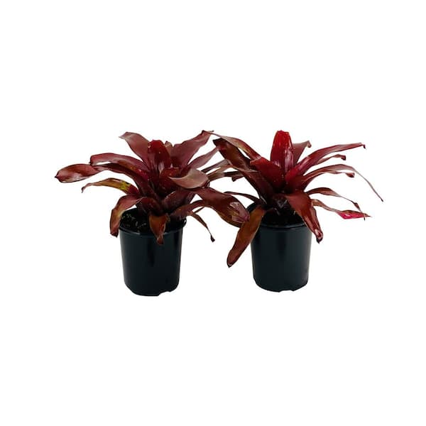 2.5 Qt. Bromeliad Neoregelia Plant Burgundy in 6.33 In. Grower's Pot (2-Plants)