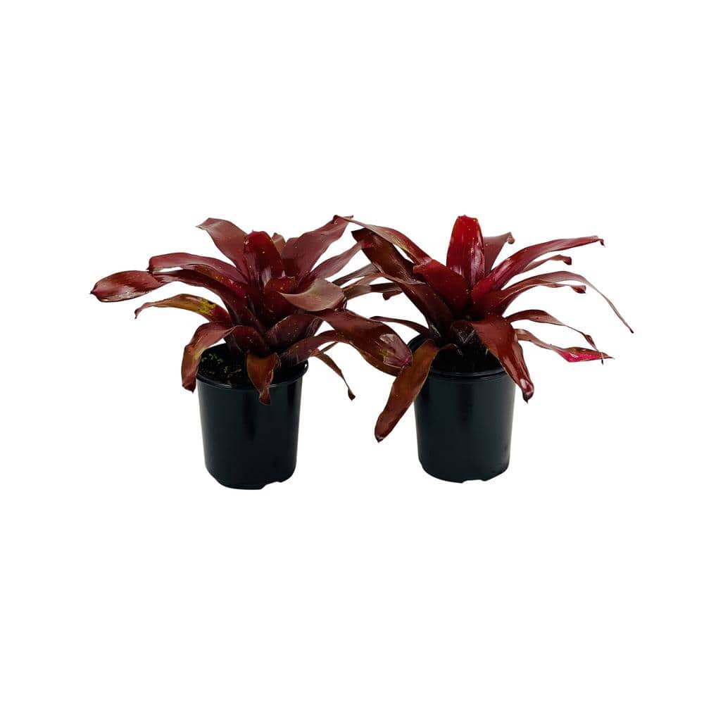 2.5 Qt. Bromeliad Neoregelia Plant Burgundy in 6.33 In. Grower's Pot (2-Plants) price history on PriceWatchPro