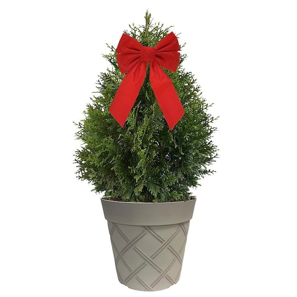 3 Gal. Green Giant Arborvitae Shrub with Green Foliage in a Decorative White Pot with Red Bow