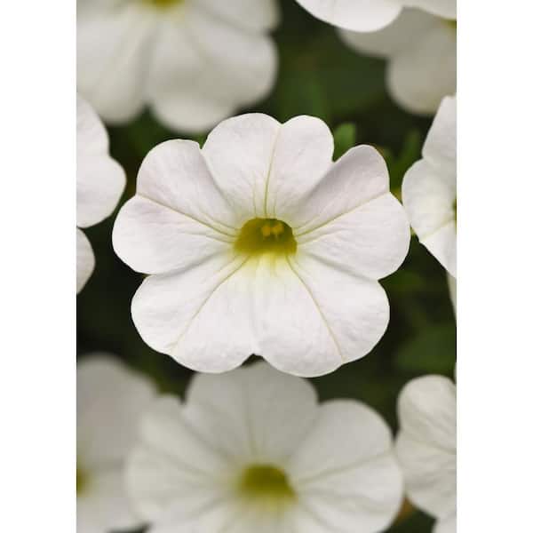 Pure Beauty Farms 1.38 Pt. Petunia Limbo Gp White Flower in Grower's Pot (4-Pack)