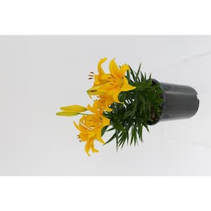2.5 Qt. Perennial Asiatic Lily Yellow (4-Pack)