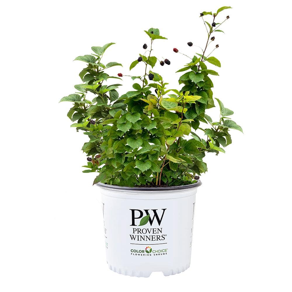 PROVEN WINNERS 2 Gal. Taste of Heaven Blackberry Plant Shrub 18345