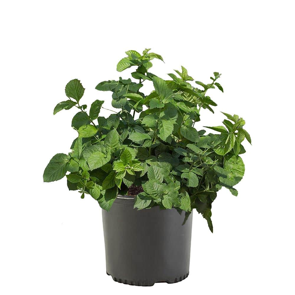 2.25 gal. Von Blackberry Plant