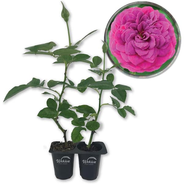Wekiva Foliage Celestial Night Rose Bush - 2 Live Starter Plants in 2 in. Pots - Beautifully Fragrant Hybrid Tea Rose from Florida