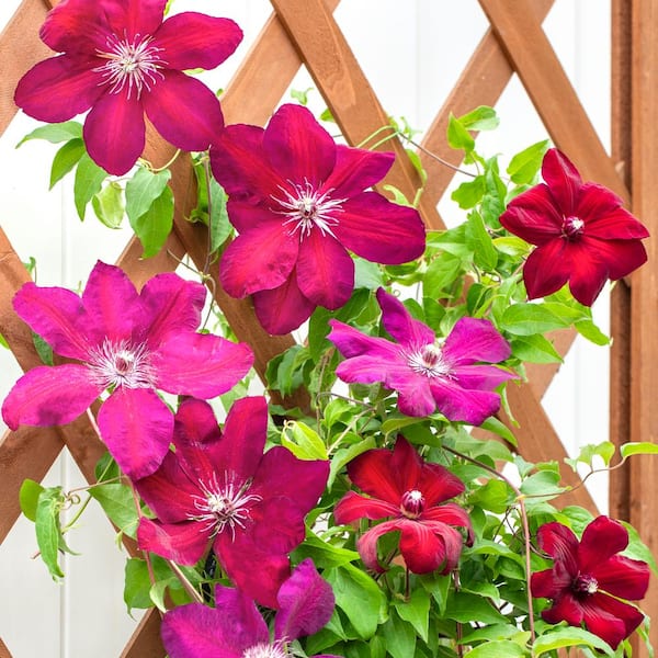 clematis Clem-Ernest-Markham2.jpg