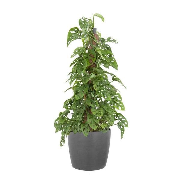 United Nursery Monstera Adansonii Totem Swiss Cheese Vine Indoor