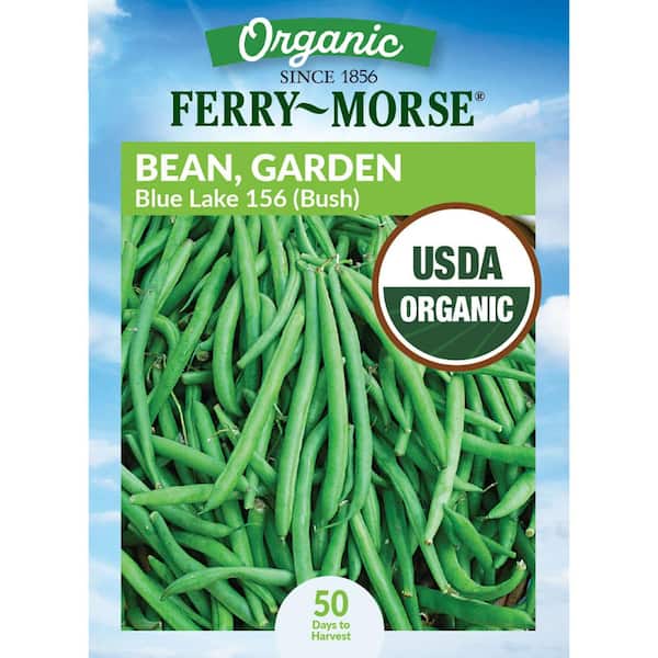 Organic Bean Blue Lake Bush 156 Fruit Seeds