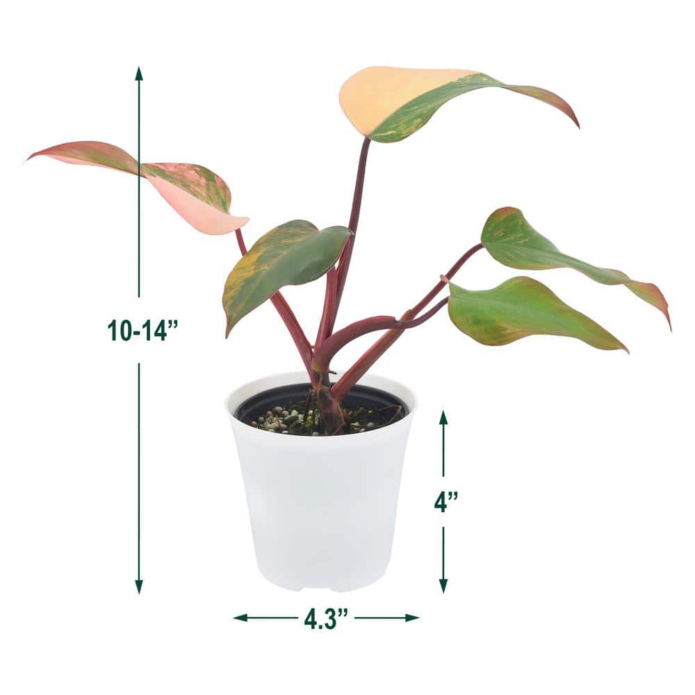 Philodendron Strawberry Shake in White Planter, Large Indoor Plant