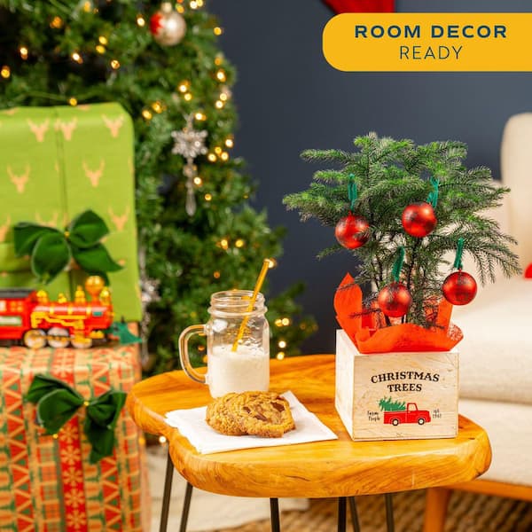 Fresh Norfolk Island Pine Indoor Plant in 4 in. Decor Pot, Avg. Shipping Height 10 in. Tall