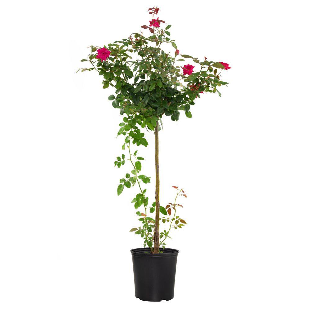 KNOCK OUT 2 Gal. Red Double Knock Out Rose Tree with Red Flowers in ...