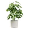 Nearly Natural 20 in. Pothos Artificial Plant