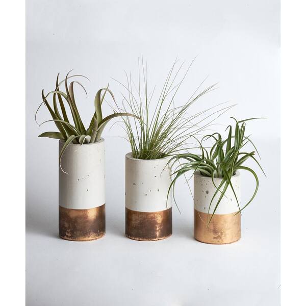 Shop Succulents Bronze Concrete Cylinder Trio with Air Plants