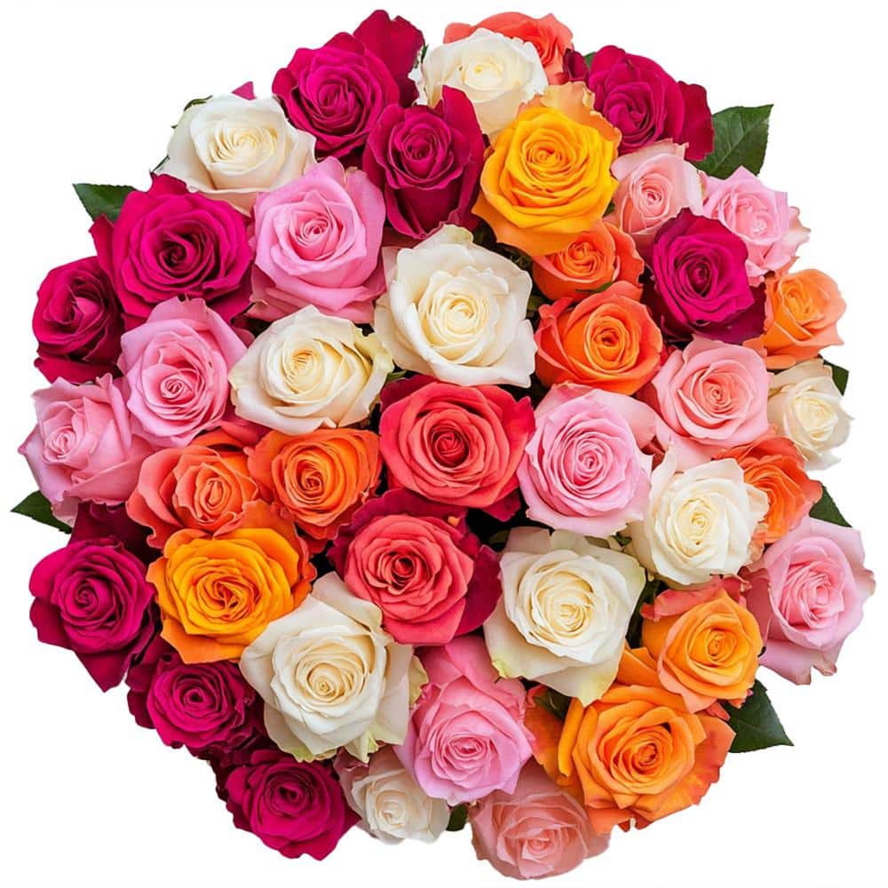 Pink super Roses Frame Flower Embroidery