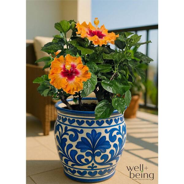NATURE'S WAY FARMS 1.72 Gal. Orange Fire Hawaiian Hibiscus