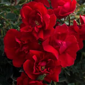 2 Qt. Bloomables Brick House Rose Bush with Bright Red Flowers in Stadium Pot