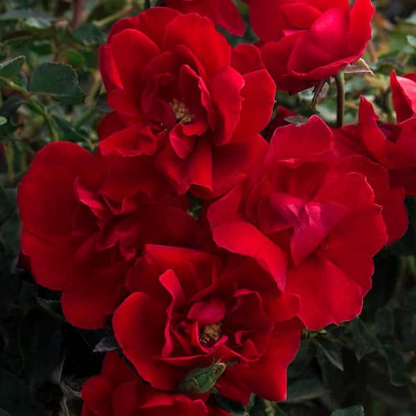 BLOOMABLES 2 Qt. Bloomables Brick House Rose Bush with Bright Red Flowers in Stadium Pot