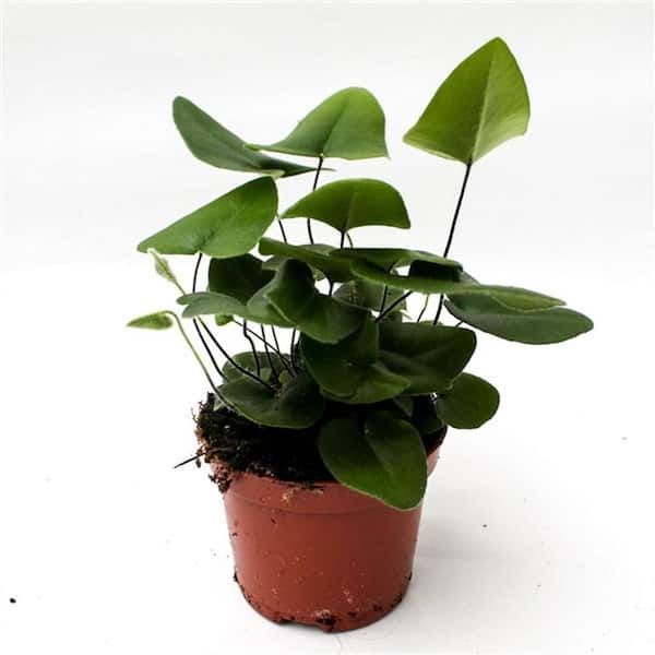 Wekiva Foliage Heart Fern-5 Live Plants in 4 in. Grower's Pots-Hemionitis Arifolia-Rare and Exotic Ferns from Florida