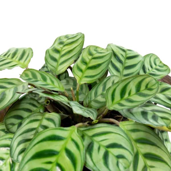 national PLANT NETWORK 4 in. Fishbone Prayer Plant Calathea Plant in Grower  Pot (4-Piece) HD7250 - The Home Depot