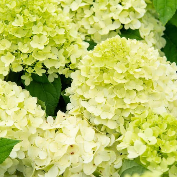 Perfect Plants 1 Gal. Limelight Hydrangea Bush in Grower's Pot, Creamy  White Reblooming Flower Clusters (2-Pack) THD00549 - The Home Depot