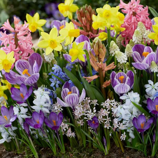 VAN ZYVERDEN Spring Time Favorite's Cottage Garden Bulb Collection Set ...