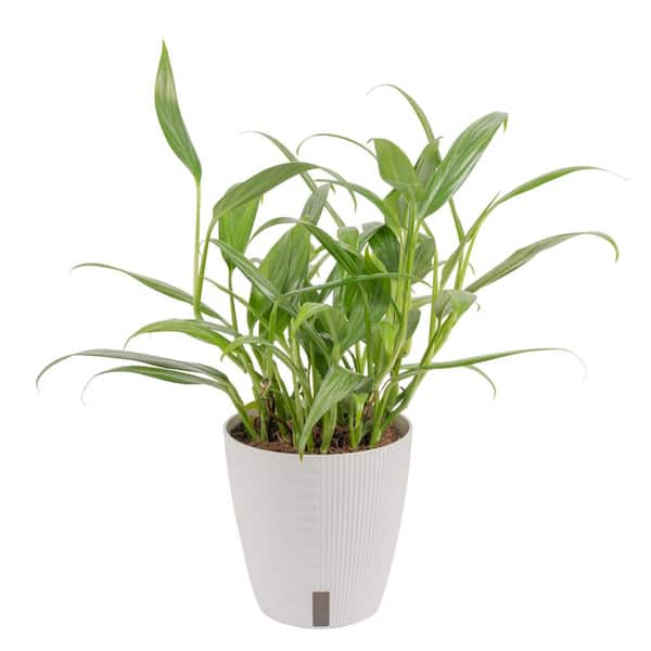 Costa Farms Silver Streak Indoor Plant in 6 in. Self-Watering Planter, Avg. Shipping Height 1-2 ft. Tall